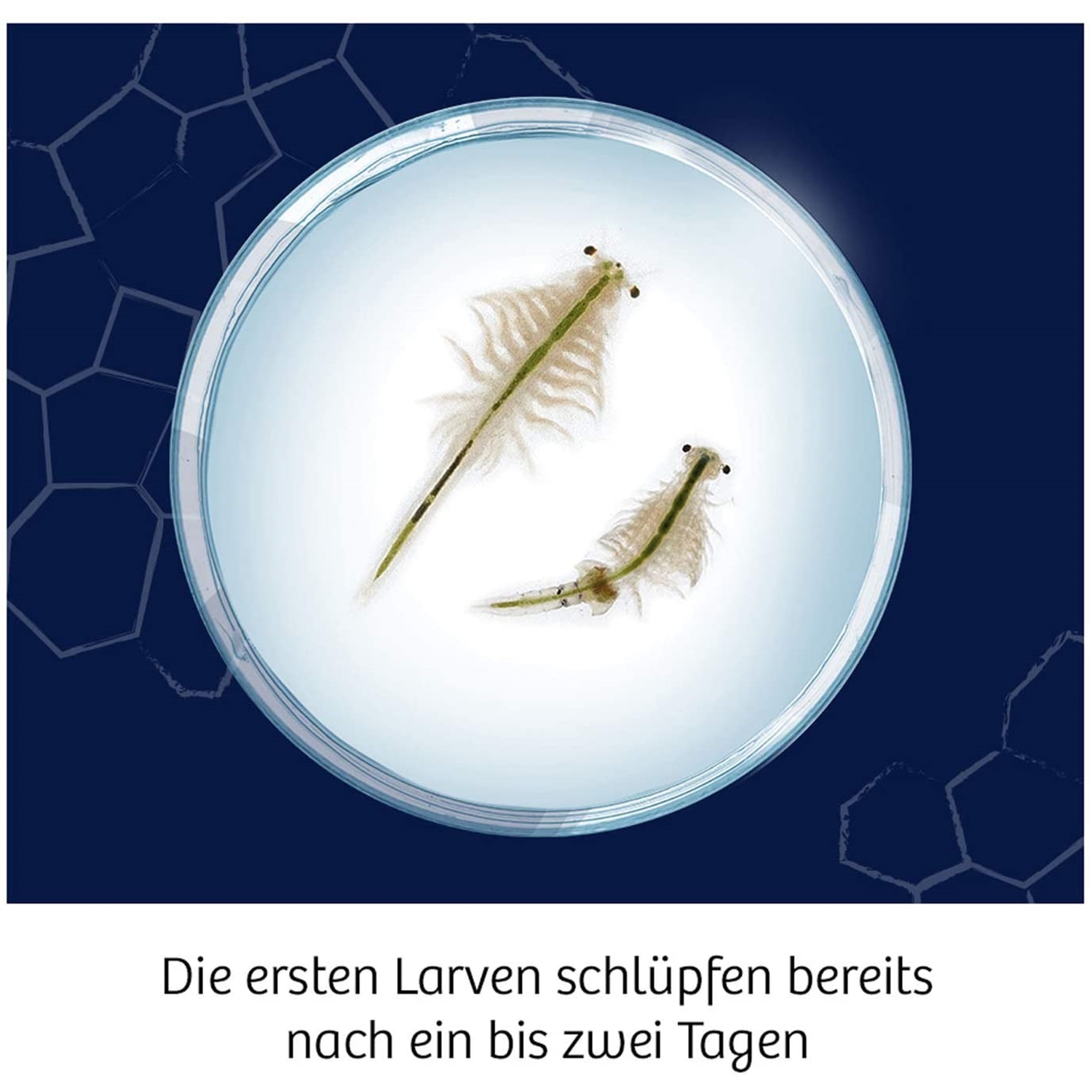 Kosmos 654160 Fun Science Wuselnde Salzkrebse