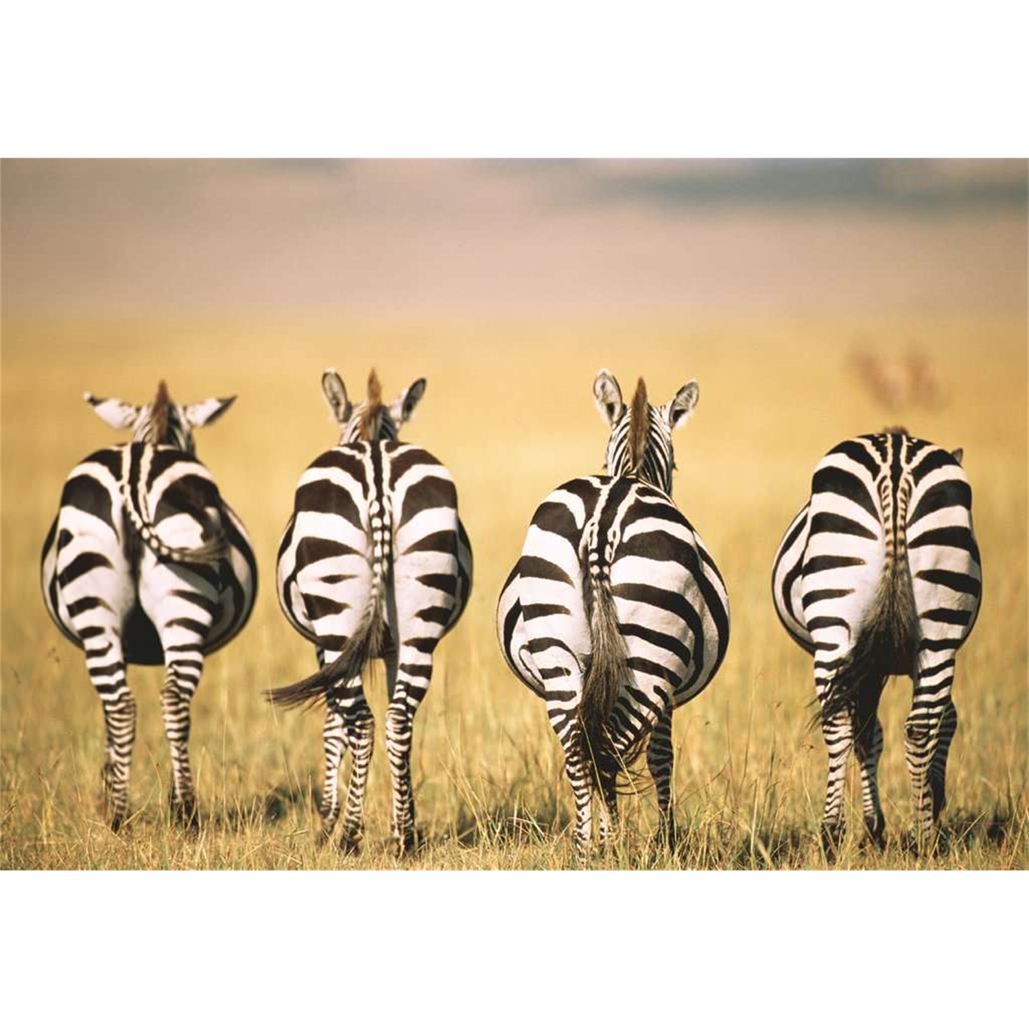 Ravensburger 13312 Zebra 300
